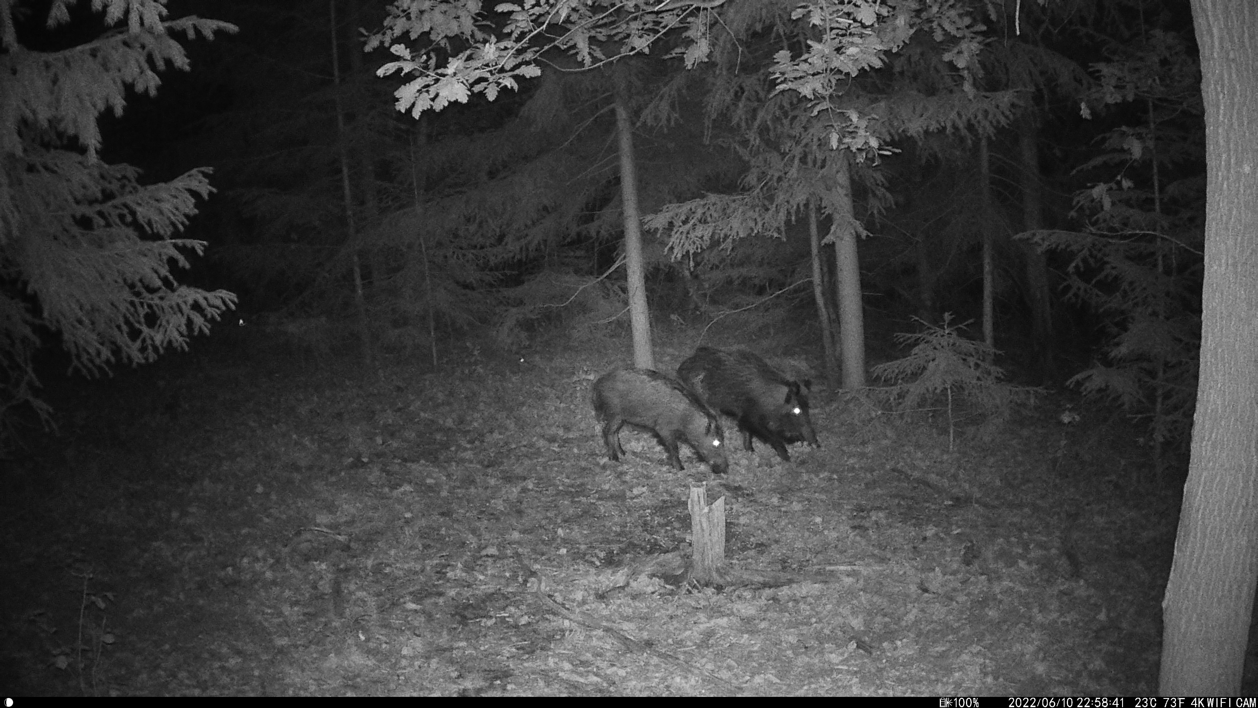 Wachman Aldo Night Photo