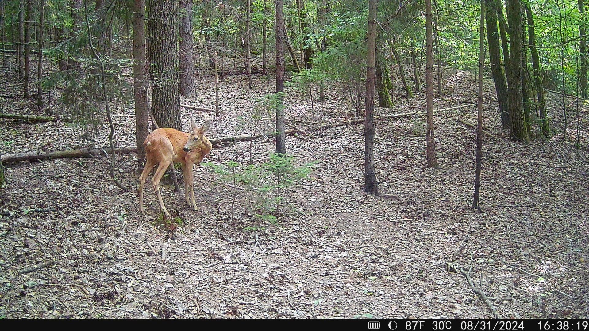 Wachman Tank200 4G - day photo