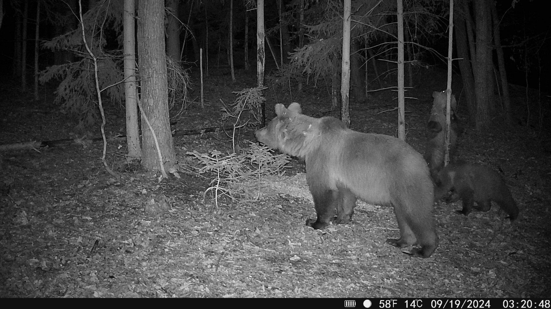 Wachman Tank200 4G - night photo